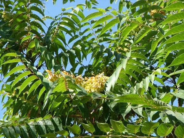 家里后院的小树,夏天开始长的,不知道啥品种,求解