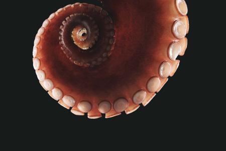 章鱼头能吃吗,那些黄黄的是什么,能吃的话求做