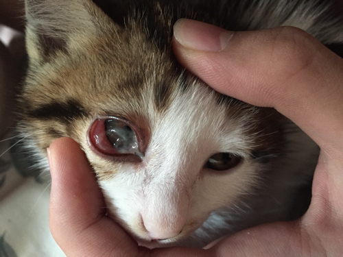猫咪眼睛这样子,是发炎了吗?怎么治疗
