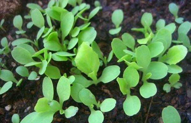 生菜种子怎么种