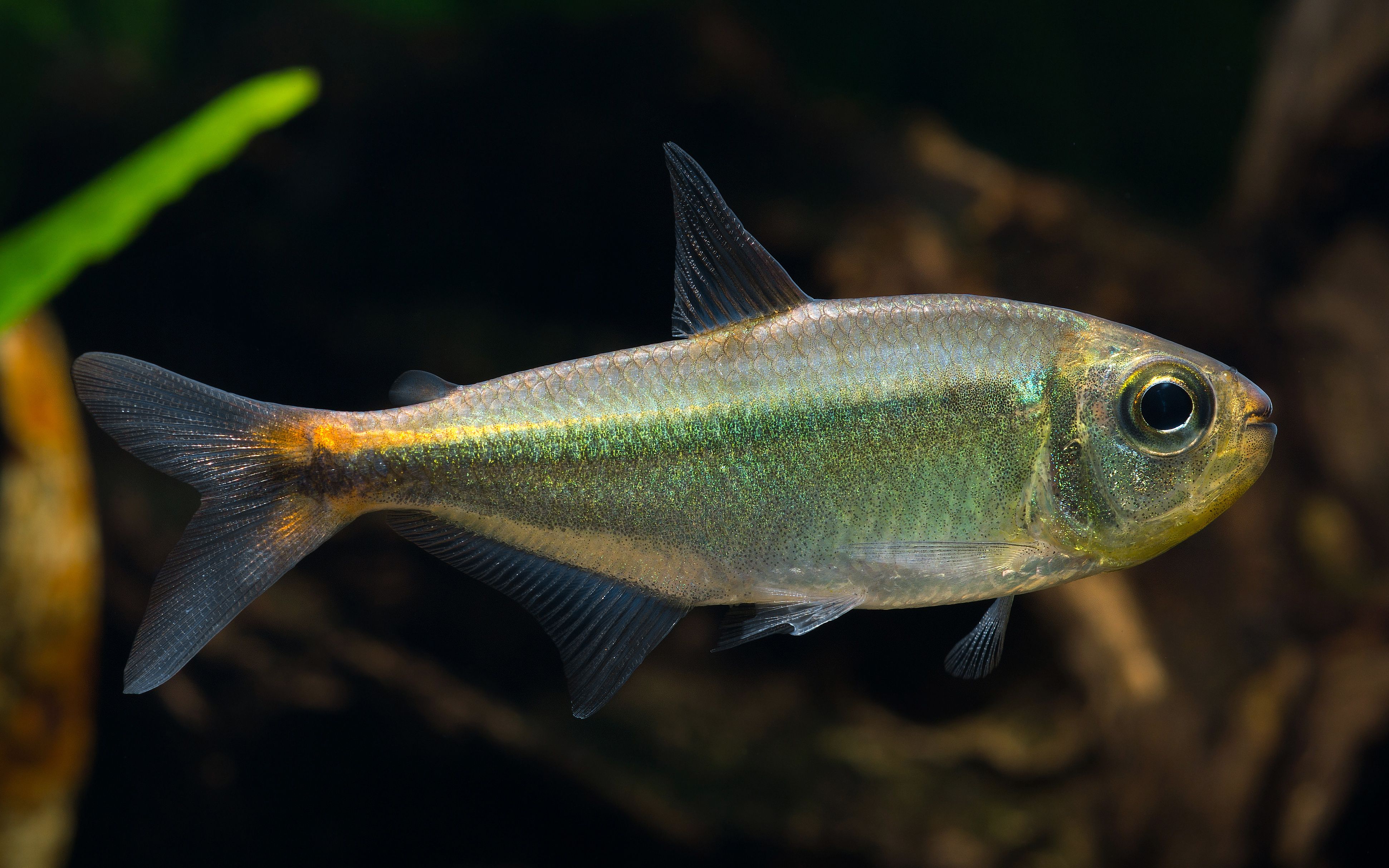 【自家鱼缸】 【灯鱼】    热带鱼】橙斑河虎 sp