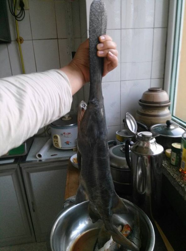 求大厨,教鸭嘴鱼家常做法