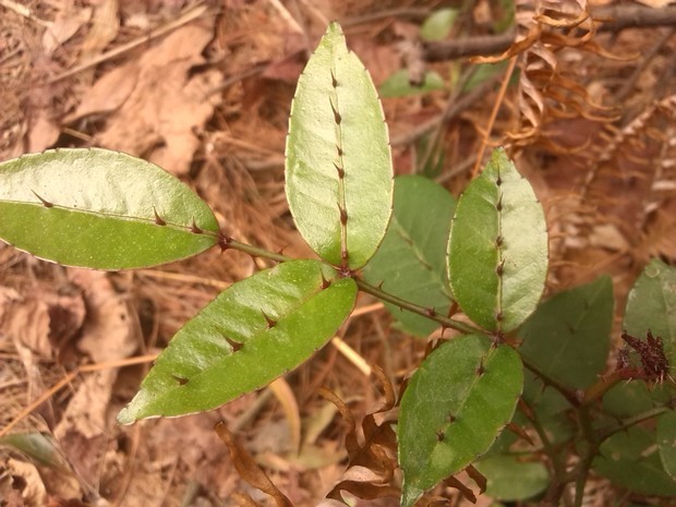 谁知道这种在树叶上长刺的植物叫什么名字?