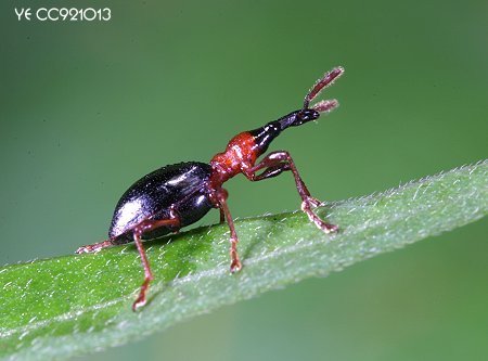 甘薯蚁象cylas formicarius (fabricius, 1793)