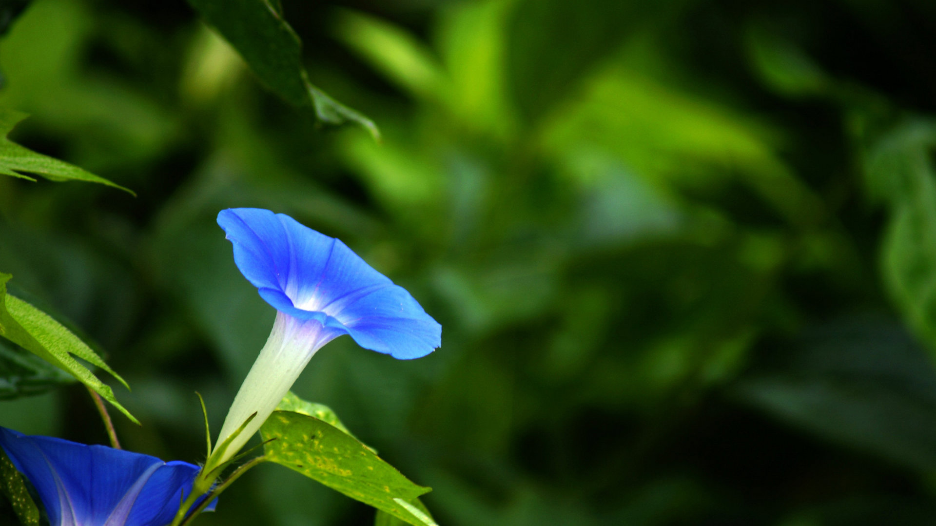 蓝色牵牛花图片壁纸[图4]