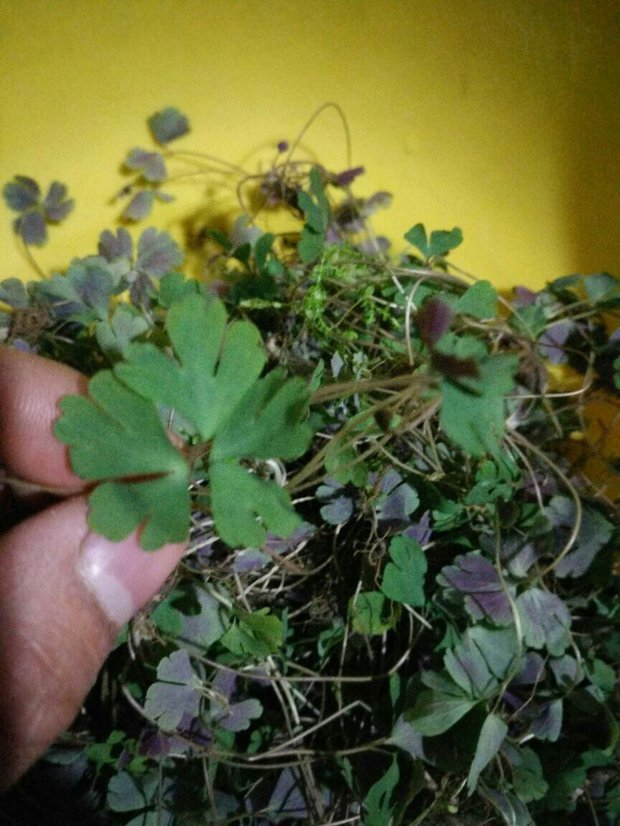 我们这边叫老鼠屎书面语叫什么