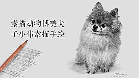 素描动物博美犬