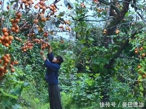 李子柒的生活环境