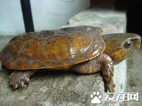 鹰嘴龟怎么养 鹰嘴龟饲养需要注意的事项