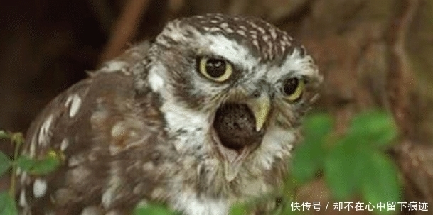 小球什么意思啊