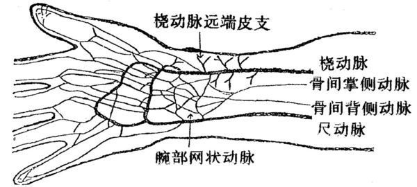 切脉时手指感到血管的搏动 这是什么血管