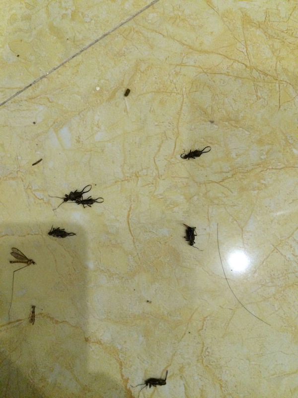 我家里突然出现很多黑色的虫,有翅膀,有六只脚