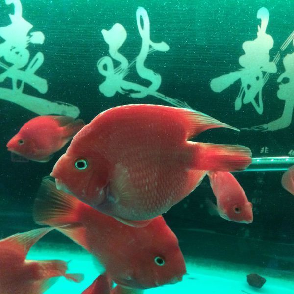 鹦鹉鱼尾巴收起来,请问是什么回事?