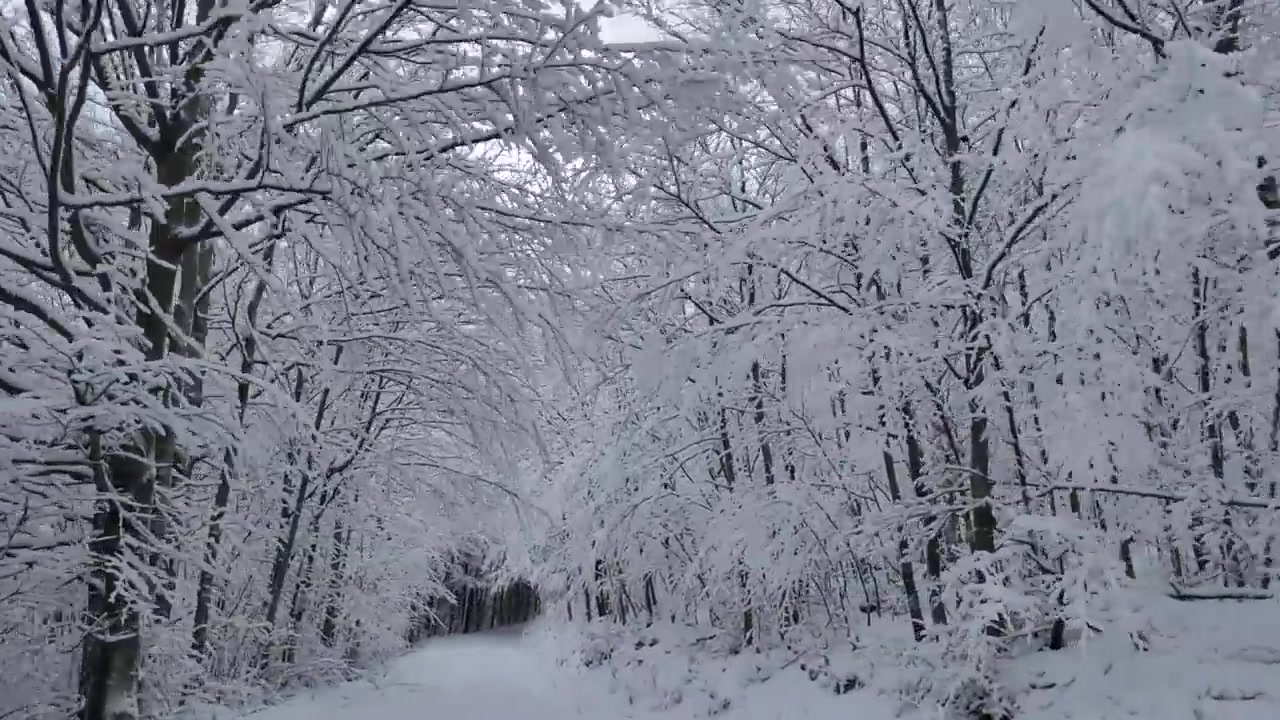 [图]1小时落雪声+实景环境音 | 开车穿过被雪覆盖的森林~ | 助眠、放松、学习