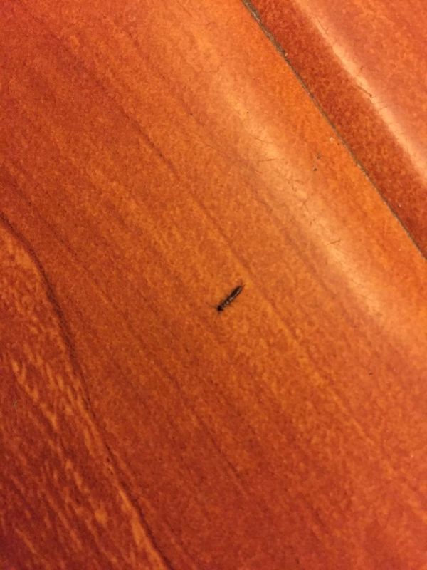 8个月宝宝的脚被虫子咬了下,皮肤出现青黑色,