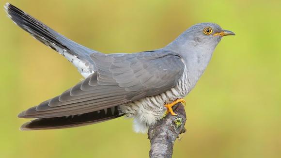 叫声动 听的布谷鸟,可不是什么鸟类,喜欢滥交还不养家