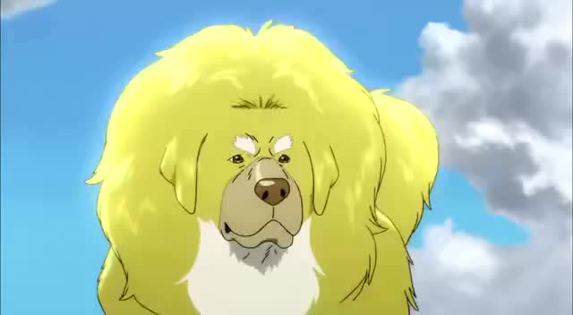 獒王率领獒群赶走狼群,不料又来一只更凶猛的金色藏獒抢地盘!