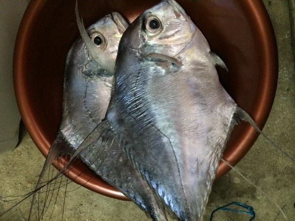 (具体哪种不知) 可能是    丝鲹  alectis ciliaris   ,俗称 铜镜鮝仔