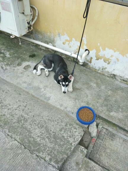 这是什么狗,看起来傻里吧唧的