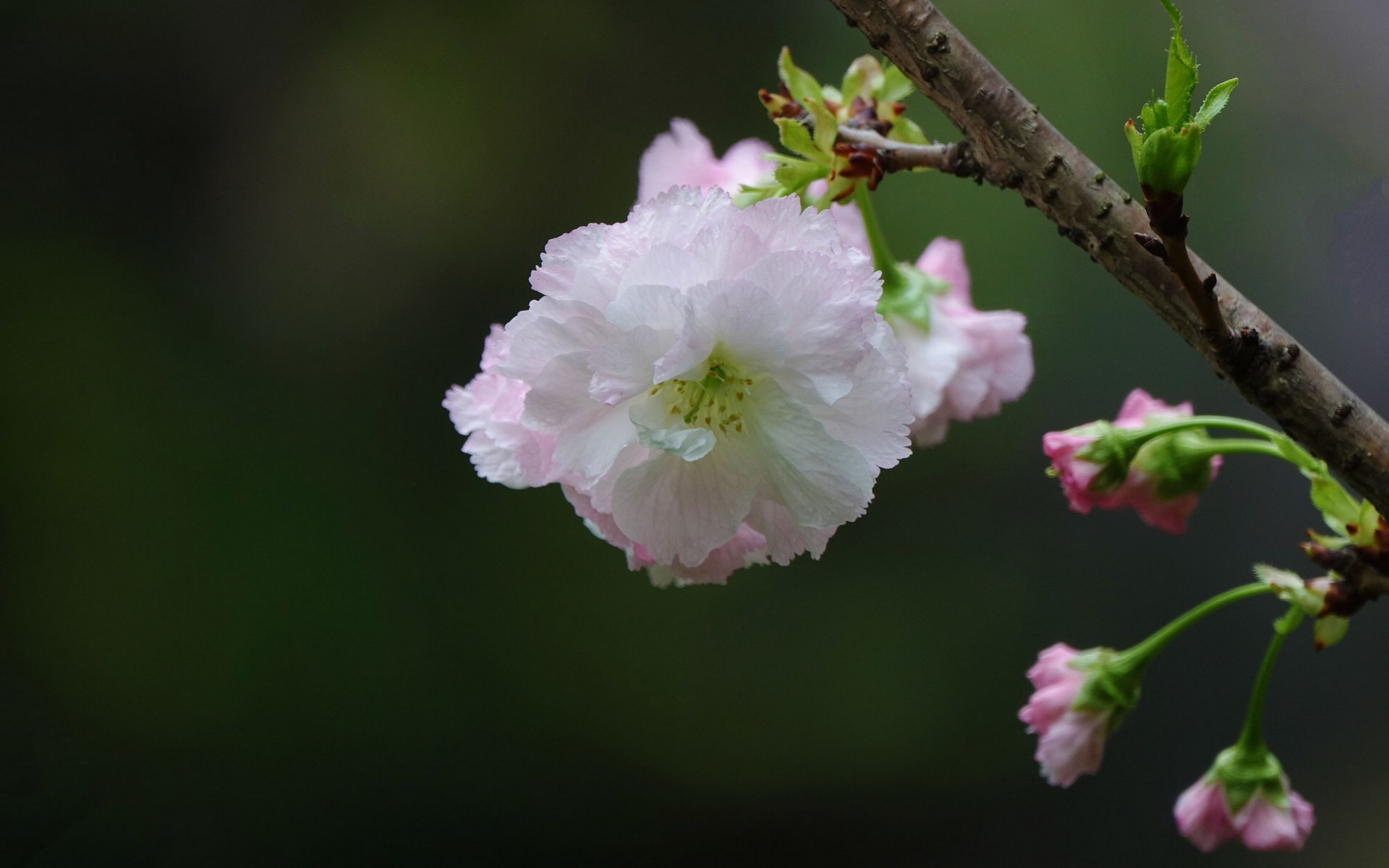 粉白色的樱花图片[图1]