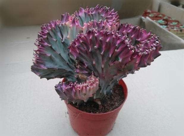 刚买回的彩麒麟,多久能浇水?_360问答