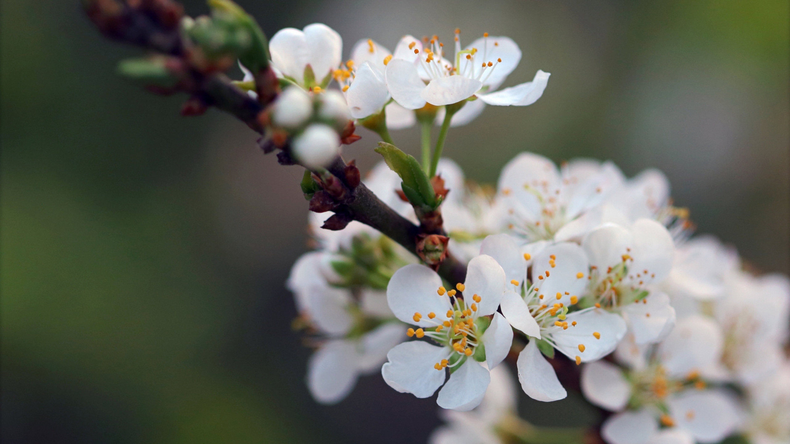 白梅花香自苦寒来[图3]