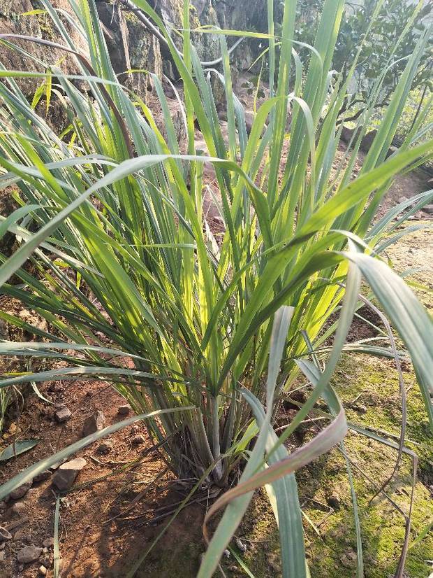 25 柠檬草,别名:香茅,拉丁文名: c