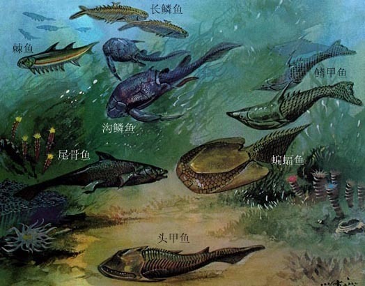 寒武纪到志留纪的发展史?