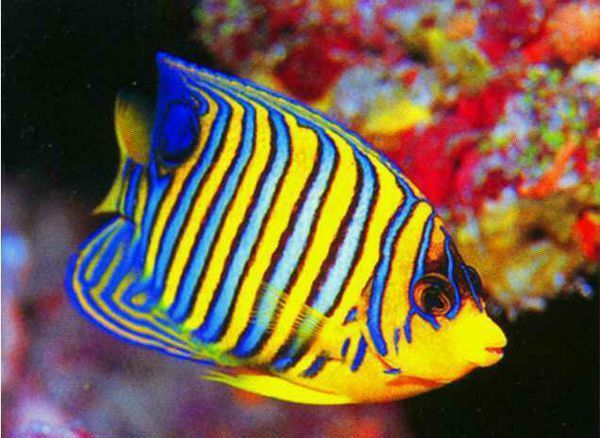 富饶的西沙群岛全身布满彩色条纹是什么鱼