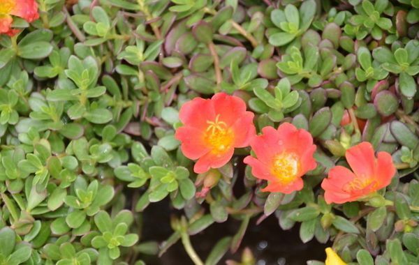 馬齒莧科多年生草本植物,是松葉牡丹與馬齒莧的雜交種.