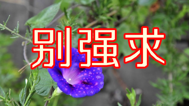 凡事顺其自然,一曲《别强求》唱的真实,很入心!