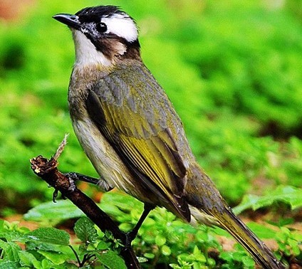 白头鹎,就是白头翁.常见鸟