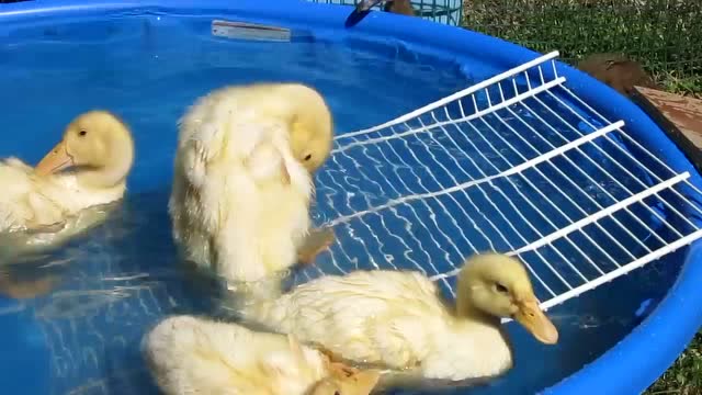 小鸭子游泳的视频