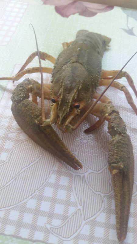 这是什么虾?是咸水湖里的呢