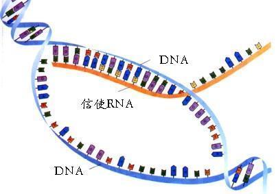 DNA发生转录时与几个核糖体相连 即 是否