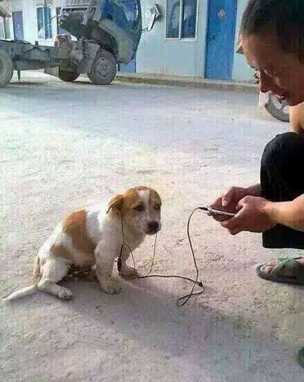 求高清 给一只狗带耳机放音乐图片