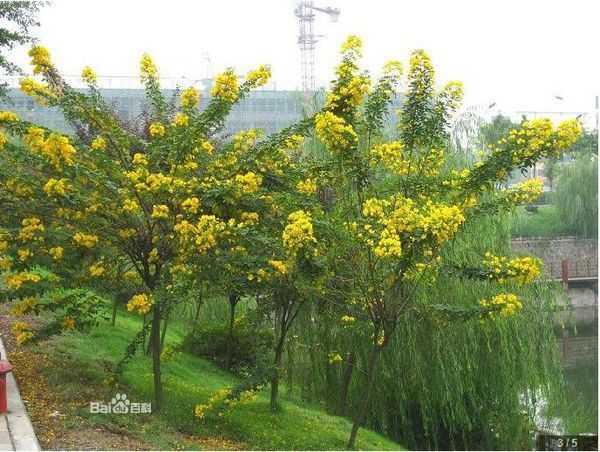 广州新滘中路边种的开黄色花的树是什么树