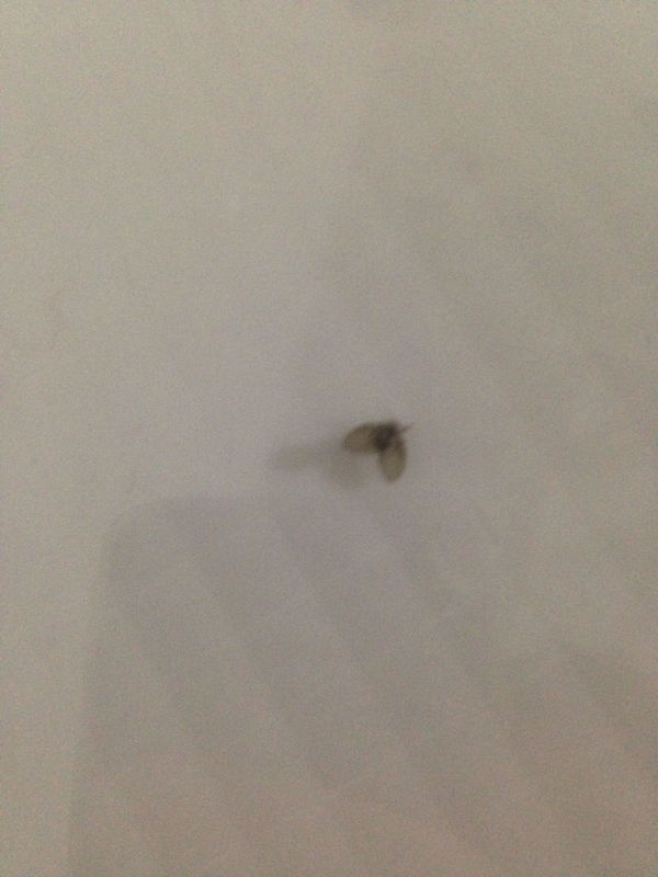 这种虫子是什么虫?如何解决?会飞的,在厕所很