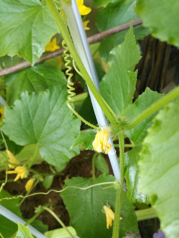 我在阳台上种的黄瓜怎么只开花不结果,好像没