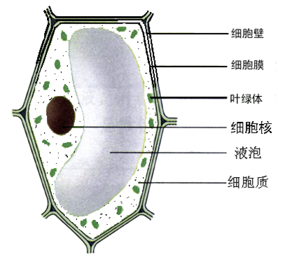 姜的油细胞图怎么画图片