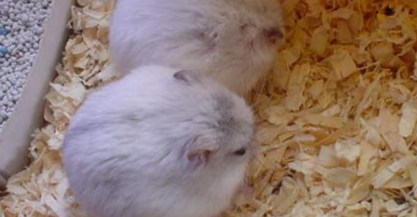 仓鼠咬人怎么办