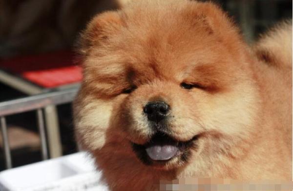 为什么松狮犬的舌头是紫色的?