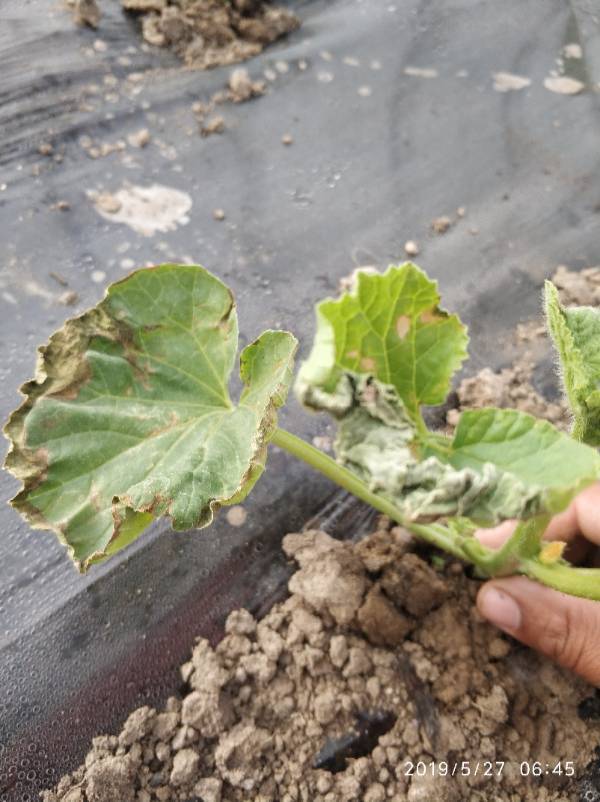 网纹瓜苗,病害.