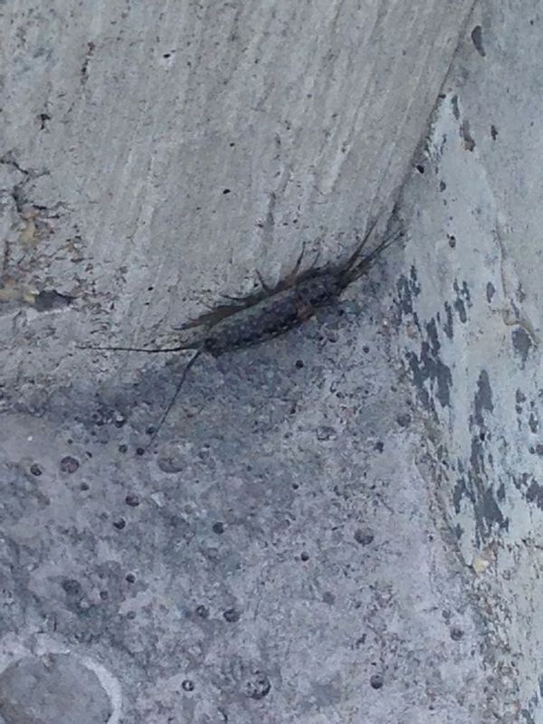 我想知道这是什么虫子,我在海边石阶上见到的