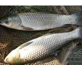 军鱼跟草鱼有什么不同?