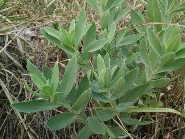 山上的能吃的,家乡话叫马哲菜!包包子很好吃!