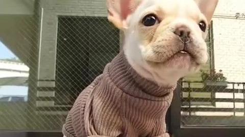 一脸好奇的 法斗宝宝 萌的我血槽已空