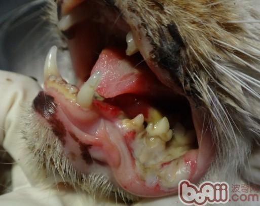 猫口腔溃疡应该怎么诊治?