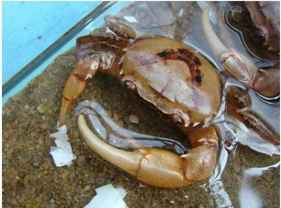 如何养束腰蟹苗