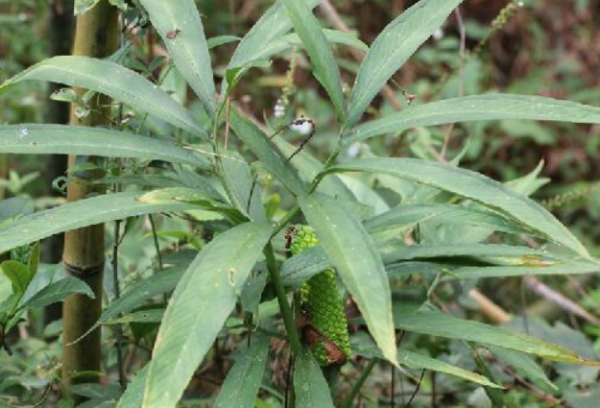 山苞米根学名叫什么